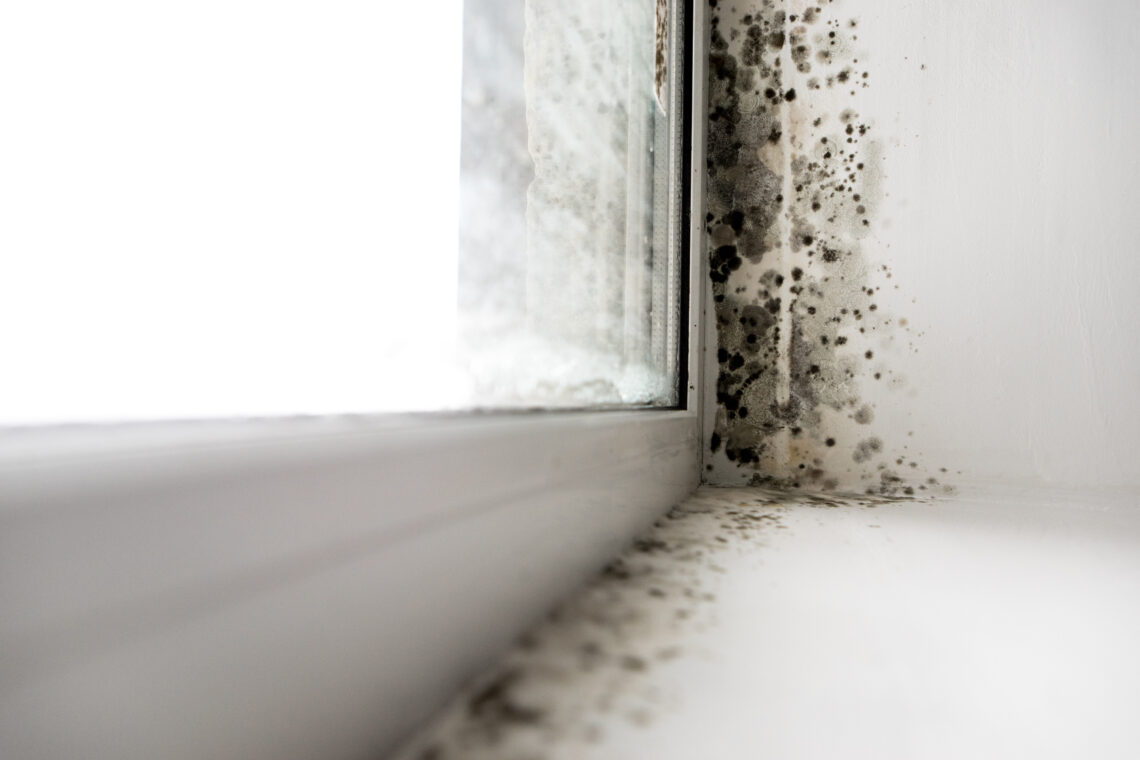 Moldy window